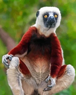 Sifaka Animal Art Paint By Numbers