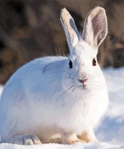Snowshoe Hare Paint By Numbers