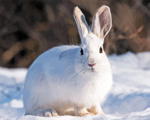 Snowshoe Hare Paint By Numbers