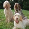 Spinone Italiano Paint By Numbers
