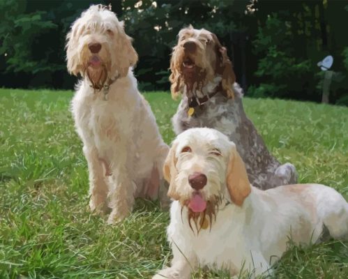 Spinone Italiano Paint By Numbers