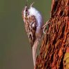 Treecreeper On Tree Paint By Number