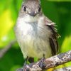 Tyrant Flycatchers Bird Paint By Numbers