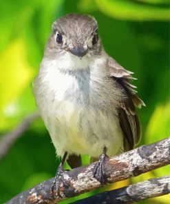 Tyrant Flycatchers Bird Paint By Numbers