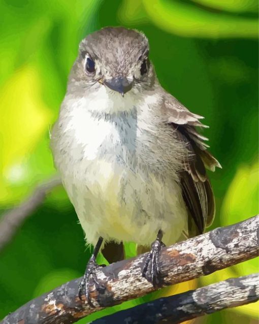 Tyrant Flycatchers Bird Paint By Numbers