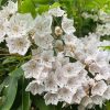 White Mountain Laurel Paint By Numbers