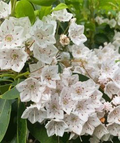 White Mountain Laurel Paint By Numbers