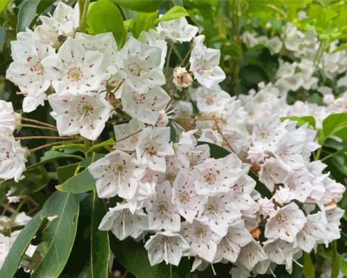 White Mountain Laurel Paint By Numbers