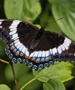 White Admiral Paint By Number