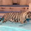 White Tiger In Pool Paint By Numbers