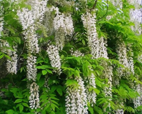 White Wisteria Floribunda Paint By Number