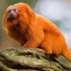 Wild Golden Lion Tamarin Paint By Number