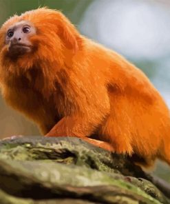 Wild Golden Lion Tamarin Paint By Number