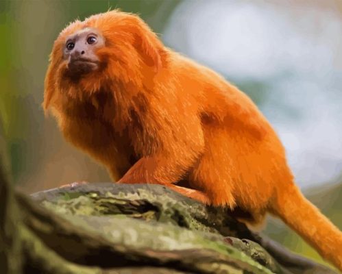 Wild Golden Lion Tamarin Paint By Number