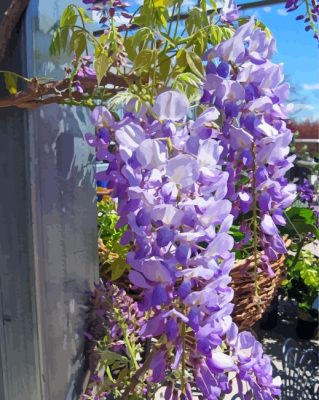 Wisteria Floribunda Lavender Paint By Number