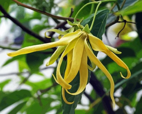 Ylang Ylang Paint By Numbers