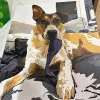 Paint By The Numbers Custom Pets gall 1